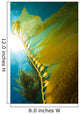 Giant Kelp Catalina Island Wall Decal