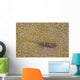 Goby Coral Australia Wall Decal Design 2