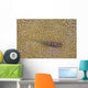 Goby Coral Australia Wall Decal Design 2