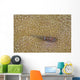 Goby Coral Australia Wall Decal Design 2