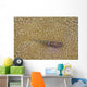 Goby Coral Australia Wall Decal Design 2