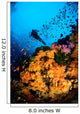 Diver and Soft Coral Wall Decal Design 2