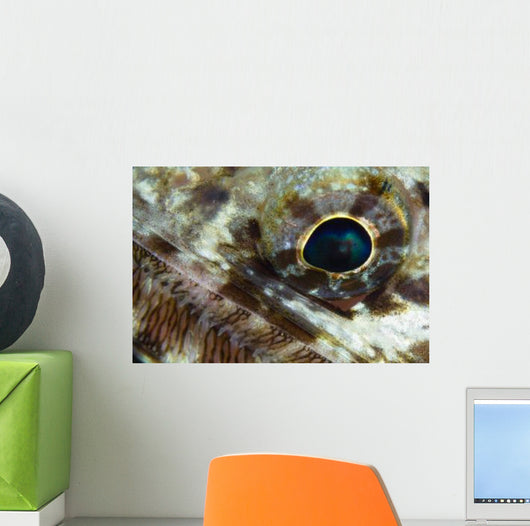 Extreme Close-up Lizardfish Eyeball Wall Decal