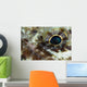 Extreme Close-up Lizardfish Eyeball Wall Decal