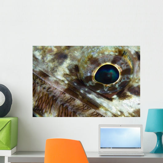 Extreme Close-up Lizardfish Eyeball Wall Decal