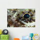 Extreme Close-up Lizardfish Eyeball Wall Decal