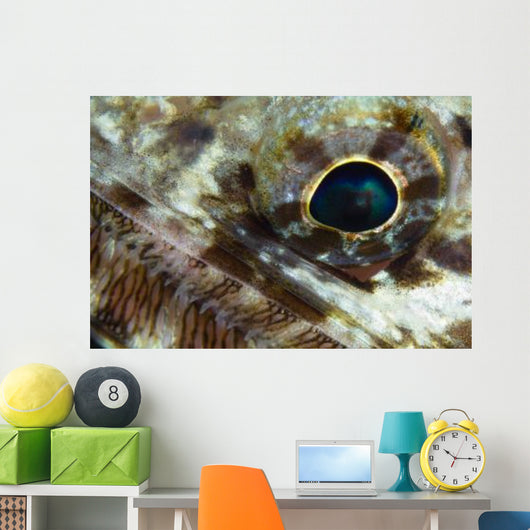 Extreme Close-up Lizardfish Eyeball Wall Decal