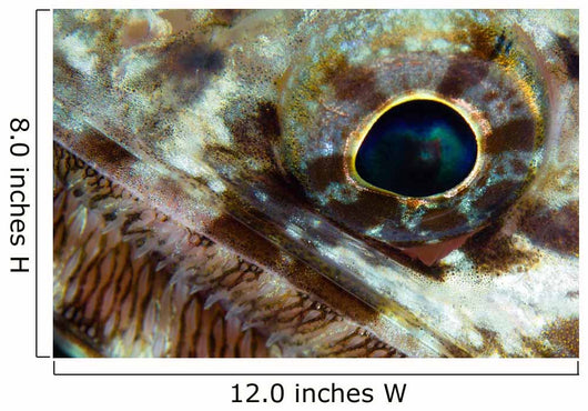 Extreme Close-up Lizardfish Eyeball Wall Decal