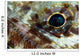 Extreme Close-up Lizardfish Eyeball Wall Decal