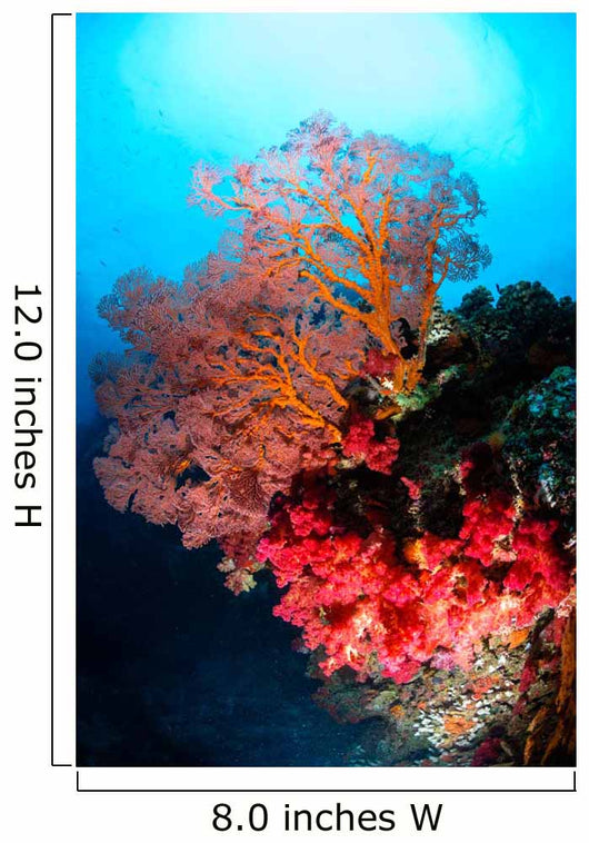 Soft Coral and Sea Wall Decal Design 2