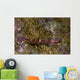 Goby Coral Australia Wall Decal Design 1