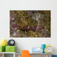 Goby Coral Australia Wall Decal Design 1
