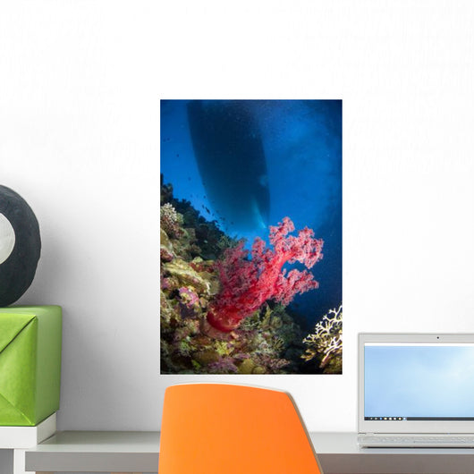 Red Soft Coral with Wall Decal