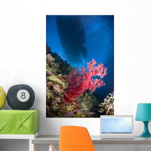 Red Soft Coral with Wall Decal