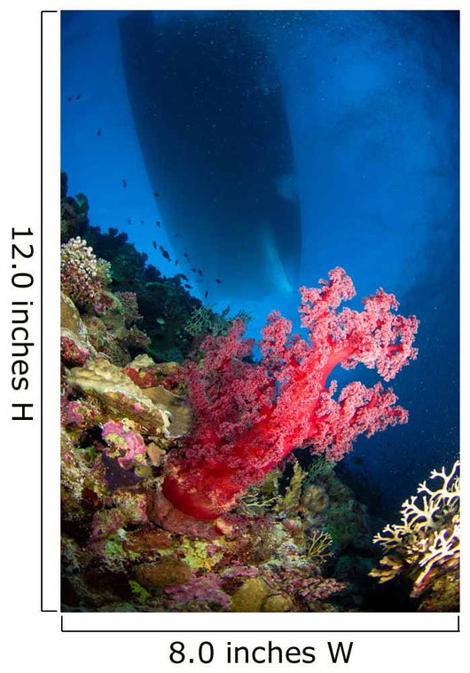 Red Soft Coral with Wall Decal