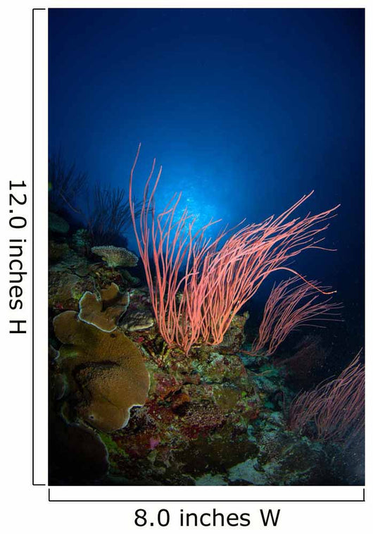 Sea Whips and Coral Wall Decal