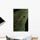 Goby Sponge Fiji Wall Decal