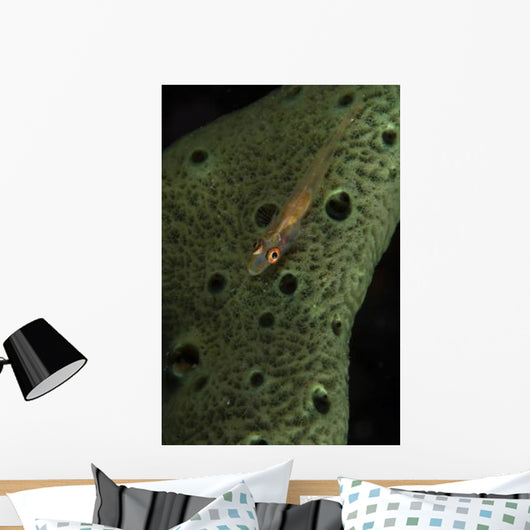 Goby Sponge Fiji Wall Decal