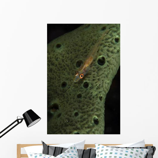 Goby Sponge Fiji Wall Decal