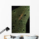 Goby Sponge Fiji Wall Decal