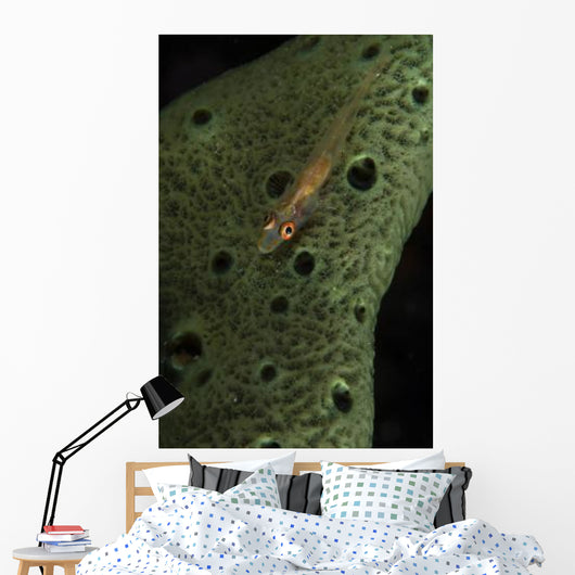 Goby Sponge Fiji Wall Decal