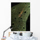 Goby Sponge Fiji Wall Decal