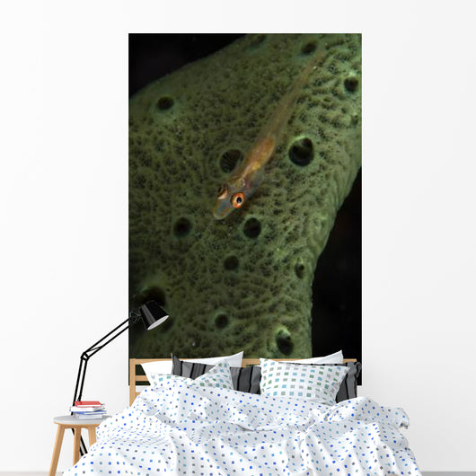 Goby Sponge Fiji Wall Decal