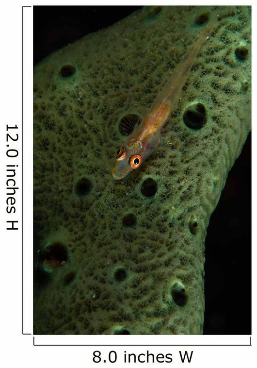 Goby Sponge Fiji Wall Decal
