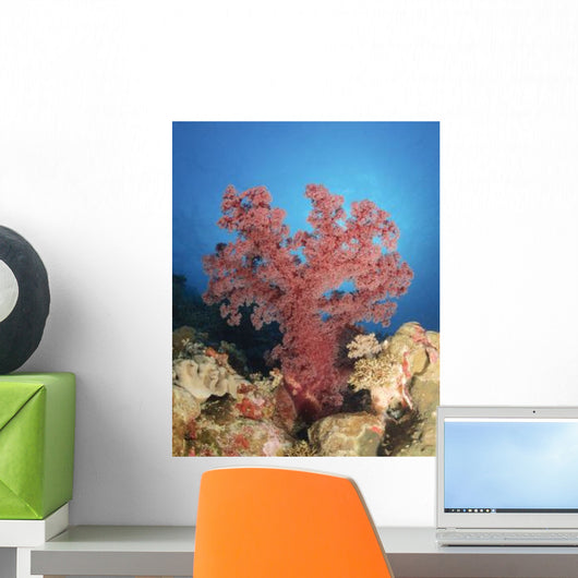 Red Soft Coral Australia Wall Decal