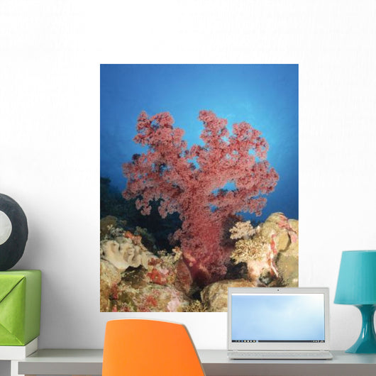 Red Soft Coral Australia Wall Decal