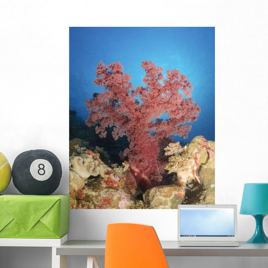 Red Soft Coral Australia Wall Decal