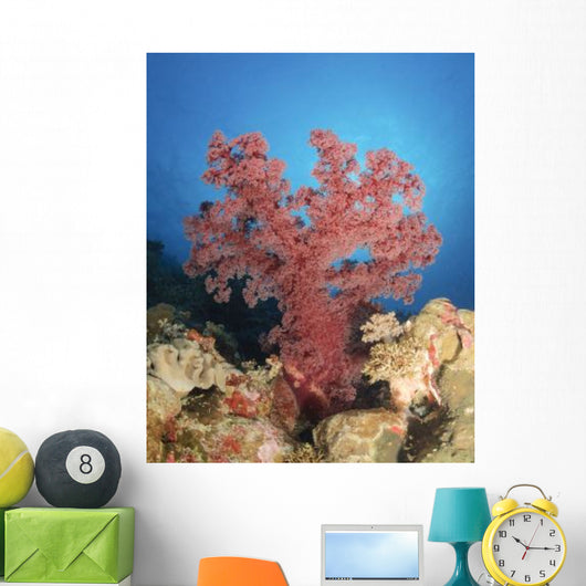 Red Soft Coral Australia Wall Decal