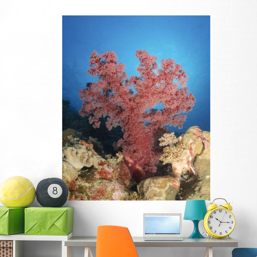 Red Soft Coral Australia Wall Decal