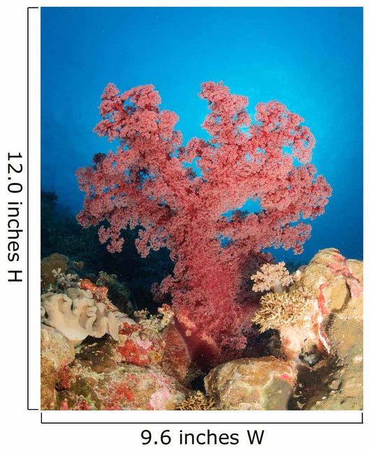 Red Soft Coral Australia Wall Decal