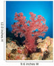 Red Soft Coral Australia Wall Decal