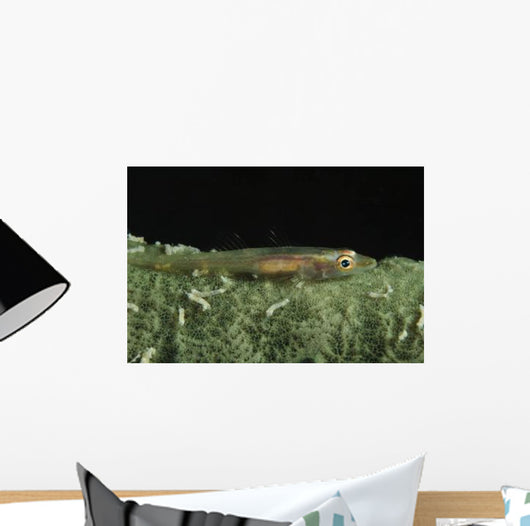 Hovering Goby Green Sponge Wall Decal