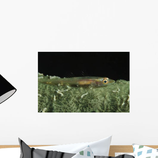 Hovering Goby Green Sponge Wall Decal