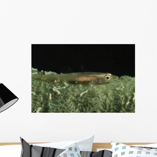 Hovering Goby Green Sponge Wall Decal
