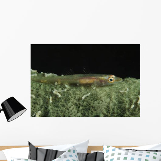 Hovering Goby Green Sponge Wall Decal