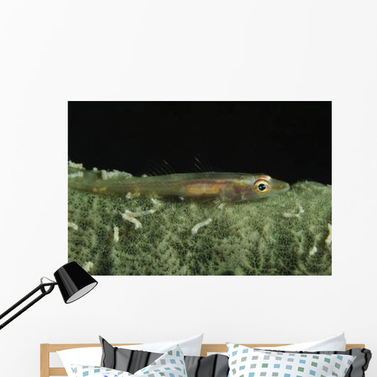 Hovering Goby Green Sponge Wall Decal