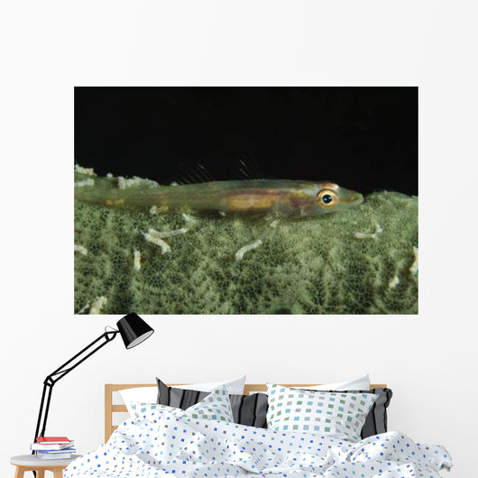 Hovering Goby Green Sponge Wall Decal