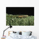 Hovering Goby Green Sponge Wall Decal