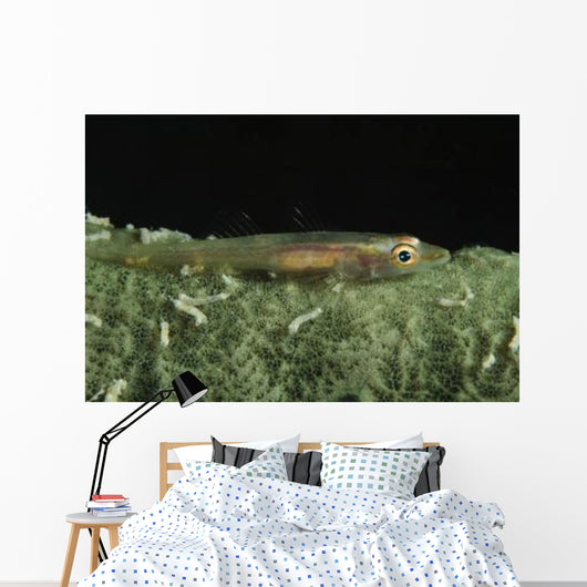 Hovering Goby Green Sponge Wall Decal