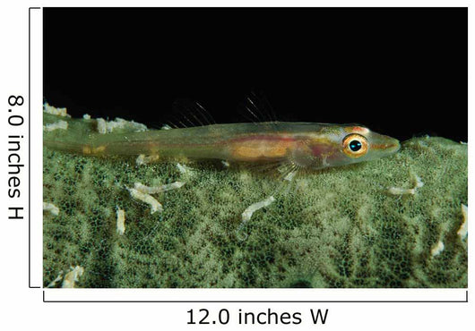 Hovering Goby Green Sponge Wall Decal