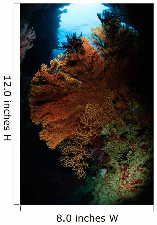 Sea Fans Fiji Wall Decal Design 3