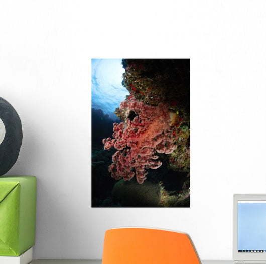 Soft Coral Fiji Wall Decal