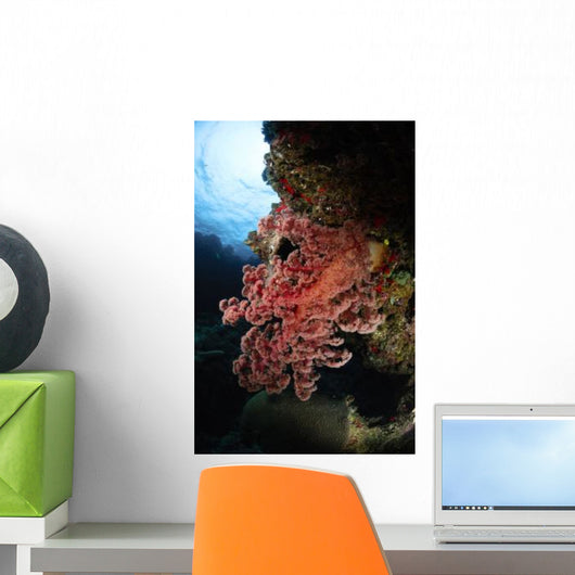 Soft Coral Fiji Wall Decal