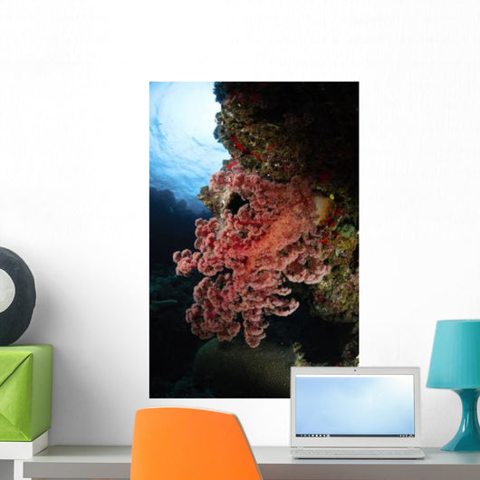 Soft Coral Fiji Wall Decal