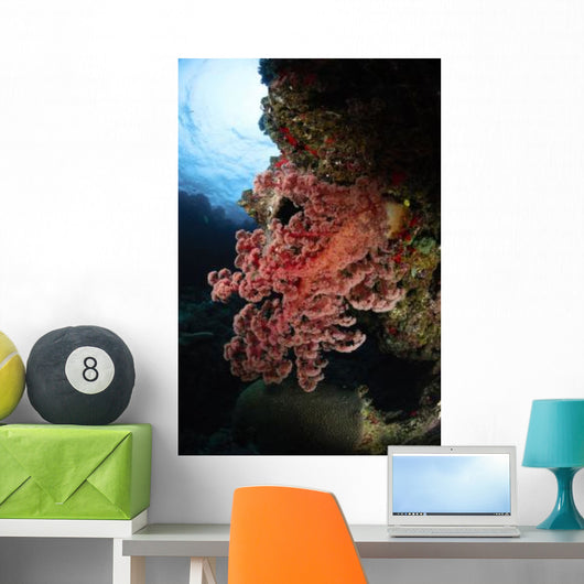 Soft Coral Fiji Wall Decal