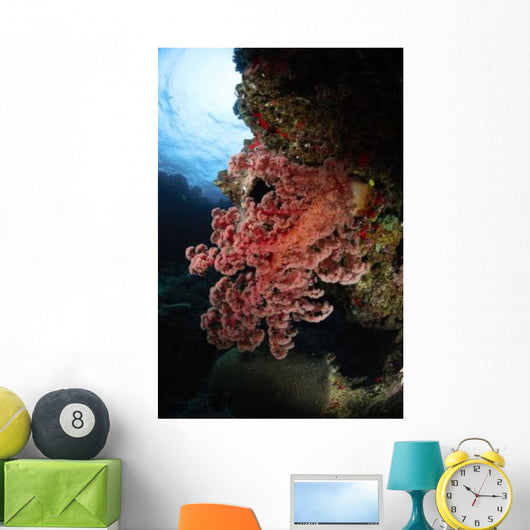Soft Coral Fiji Wall Decal